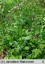 Valeriana dioica (kozłek dwupienny)