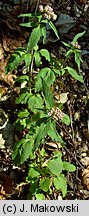 Valeriana tripteris