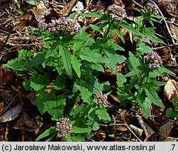 Valeriana tripteris