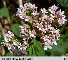 Valeriana tripteris