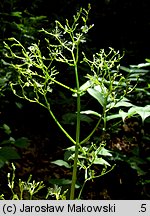 Valeriana tripteris