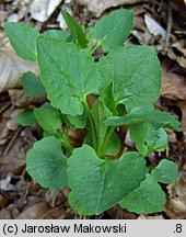 Valeriana tripteris