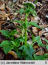 Valeriana tripteris