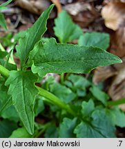 Valeriana tripteris