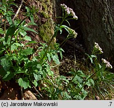 Valeriana tripteris