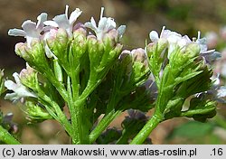 Valeriana tripteris