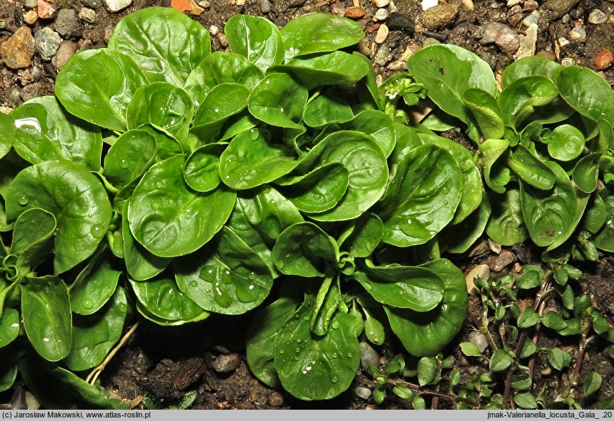 Valerianella locusta var. oleracea (roszponka warzywna)