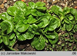 Valerianella locusta var. oleracea (roszponka warzywna)