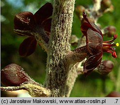 Veratrum nigrum (ciemiężyca czarna)