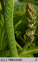 Veratrum nigrum (ciemiężyca czarna)