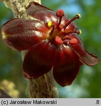 Veratrum nigrum (ciemiężyca czarna)