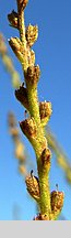 Verbena officinalis