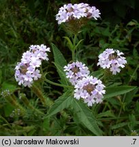 Verbena rigida