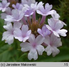 Verbena rigida