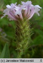 Verbena rigida