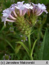 Verbena rigida