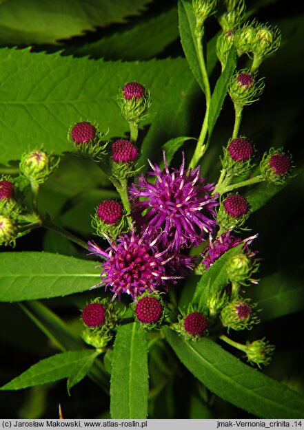 Vernonia arkansana