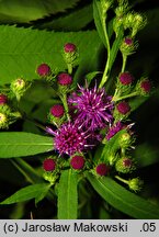 Vernonia arkansana