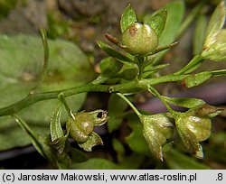 Veronica beccabunga