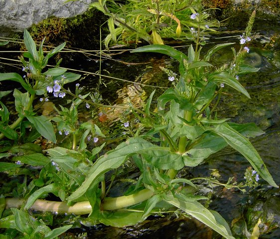 Veronica catenata