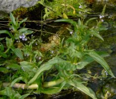 Veronica catenata