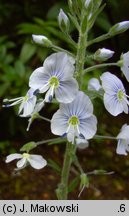 Veronica gentianoides (przetacznik goryczkowy)