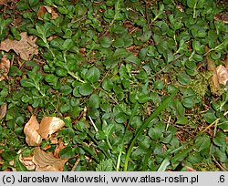 Veronica officinalis