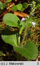 Veronica officinalis