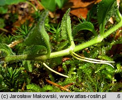 Veronica officinalis