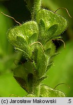 Veronica officinalis