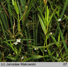 Veronica scutellata (przetacznik błotny)