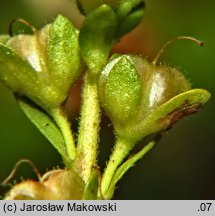 Veronica serpyllifolia (przetacznik macierzankowy)