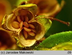 Veronica serpyllifolia (przetacznik macierzankowy)