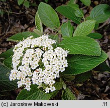 Viburnum lantana (kalina hordowina)