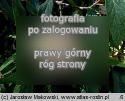 Viburnum rhytidophyllum (kalina sztywnolistna)