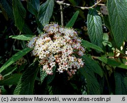 Viburnum rhytidophyllum (kalina sztywnolistna)