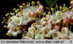 Viburnum rhytidophyllum (kalina sztywnolistna)