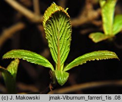 Viburnum farreri (kalina wonna)