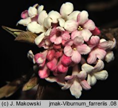 Viburnum farreri (kalina wonna)