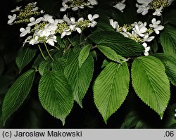 Viburnum plicatum (kalina japońska)