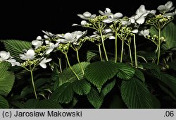 Viburnum plicatum (kalina japońska)