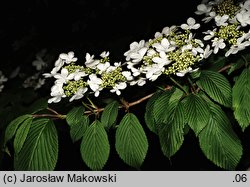 Viburnum plicatum (kalina japońska)