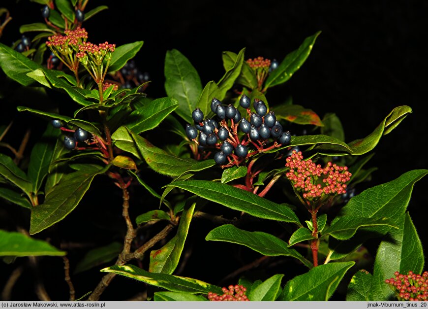 Viburnum tinus (kalina wawrzynowata)