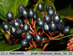 Viburnum tinus (kalina wawrzynowata)