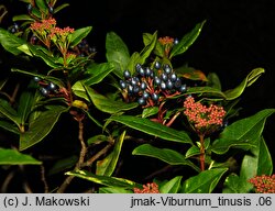 Viburnum tinus (kalina wawrzynowata)