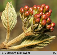 Viburnum carlesii Juddii