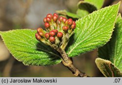 Viburnum carlesii Juddii