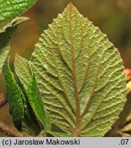 Viburnum carlesii Juddii