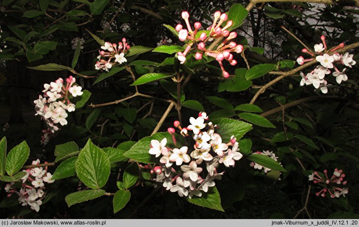 Viburnum carlesii Juddii