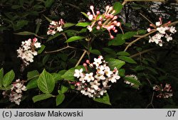 Viburnum carlesii Juddii